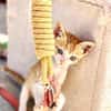 Kletterkatze Maverick sucht Zuhause!