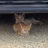 Kletterkatze Maverick sucht Zuhause!