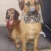 Besuche Taro in 24885 Sieverstedt