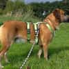 Besuche Taro in 24885 Sieverstedt