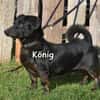 KÖNIG