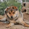 LUPITO