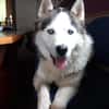 Venum ein junger toller Husky Rüde