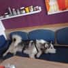 Venum ein junger toller Husky Rüde
