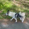 Venum ein junger toller Husky Rüde