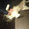 Venum ein junger toller Husky Rüde
