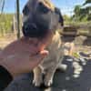 Die kleine 🐾❤ ARIELLE sucht eine Famil