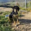 Liebe Soula sucht liebevolles Zuhause