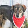 Verschmuster Caesar sucht Zuhause