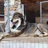 Verschmuster Caesar sucht Zuhause