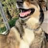 Verschmuster Caesar sucht Zuhause