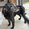 Gentleman Zeca