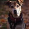 Ronja, eine Lady auf der Suche
