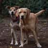 Ronja, eine Lady auf der Suche