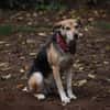 Ronja, eine Lady auf der Suche