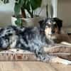 Sensibler Jungrüde ♥BALU♥ in 59174 Kamen