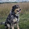 Sensibler Jungrüde ♥BALU♥ in 59174 Kamen