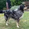 Sensibler Jungrüde ♥BALU♥ in 59174 Kamen