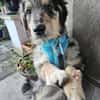 Sensibler Jungrüde ♥BALU♥ in 59174 Kamen