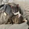 Grey und Murphy aus dem Tierschutz