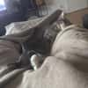 Grey und Murphy aus dem Tierschutz