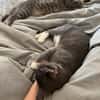 Grey und Murphy aus dem Tierschutz