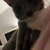 Grey und Murphy aus dem Tierschutz