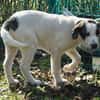 Cookie, neugierig, verspielt, offen