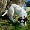 Cookie, neugierig, verspielt, offen