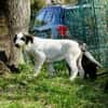 Cookie, neugierig, verspielt, offen