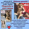 Max sucht ein schönes Zuhause