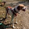 Inka1 sucht ein Zuhause