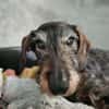 SAUCISSE