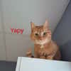 Yapy
