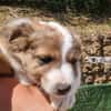 BALTO