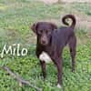 Milo