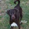 Milo