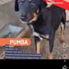 Pumba