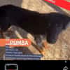 Pumba