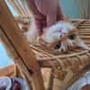 Liebe Schmusekatze Reina