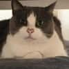 Liebevolle Katzen Falca (blind) u. Kinoa