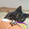 Hübsche, verträgliche Katze Daisy