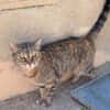 Liebe, zutrauliche Katze Micaela