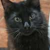 Sanfter Kater Merlin (1 Bein fehlt)