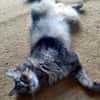 Hübsche, schüchterne Katze Kicha