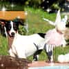 SUKI sucht ihren Partner-In-Crime