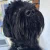 Blacky, Riesenschnauzer (geb.01/2022)