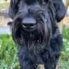 Blacky, Riesenschnauzer (geb.01/2022)