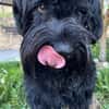 Blacky, Riesenschnauzer (geb.01/2022)