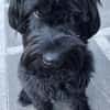 Blacky, Riesenschnauzer (geb.01/2022)